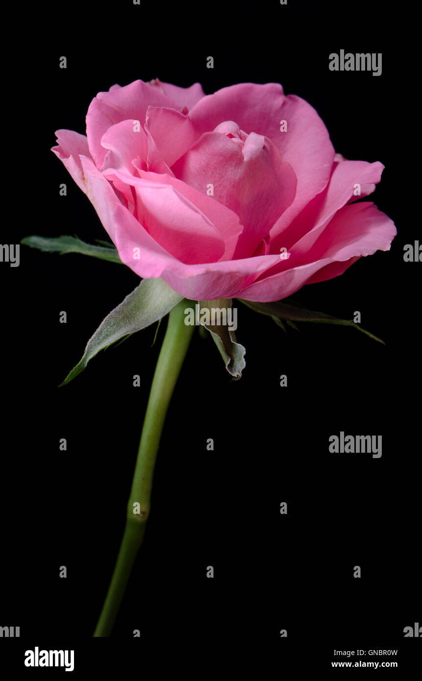 Studio lit macro photograph of a rose Stock Photo - Alamy