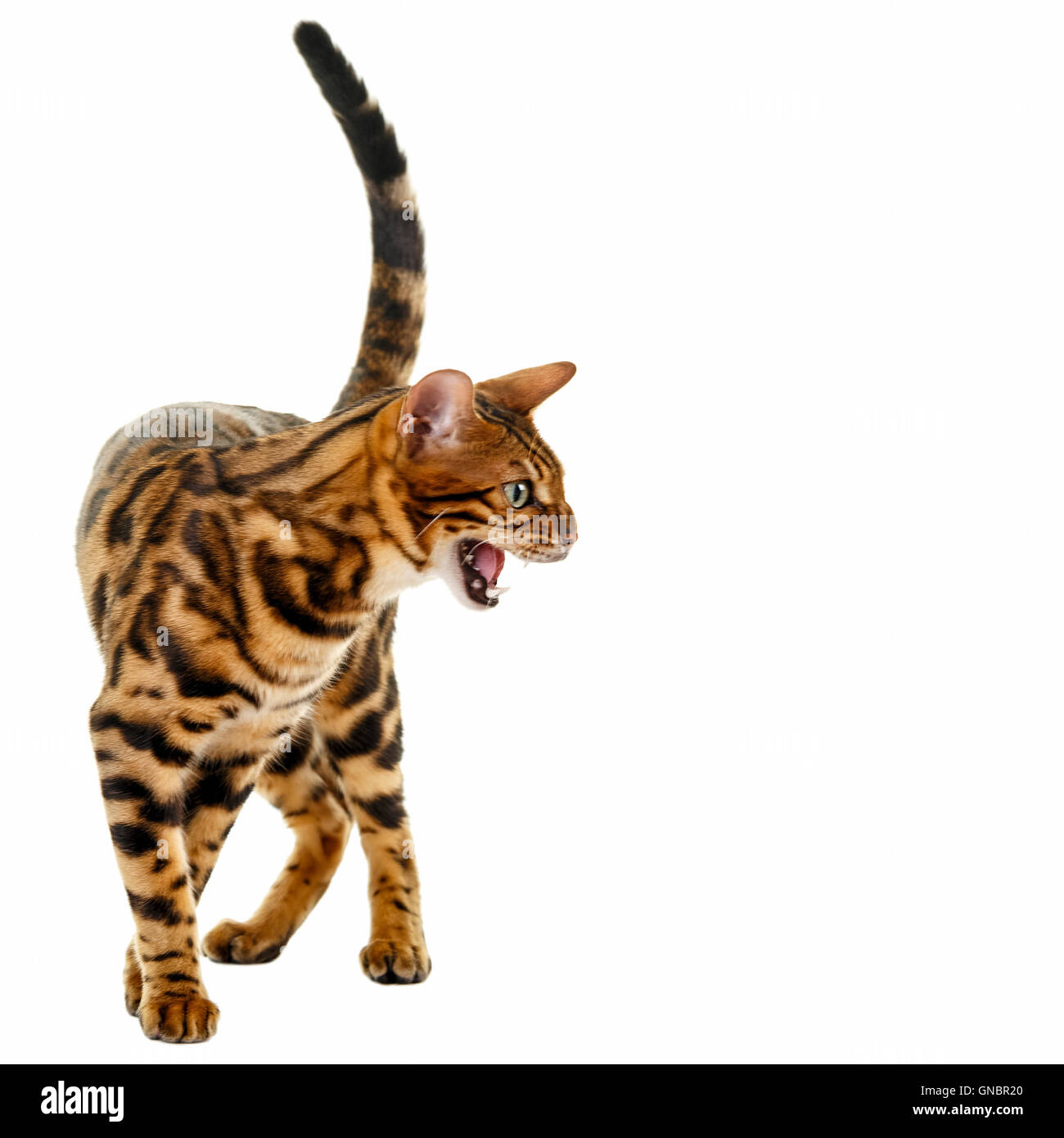 Angry Cat Stock Illustration - Download Image Now - Anger, Animal, Animal  Body Part - iStock