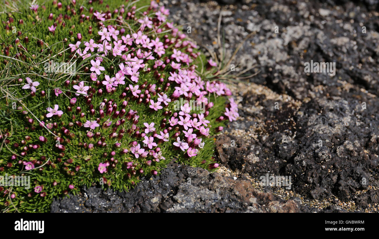 Pink moss flower on a rock Stock Photo 116431720 Alamy