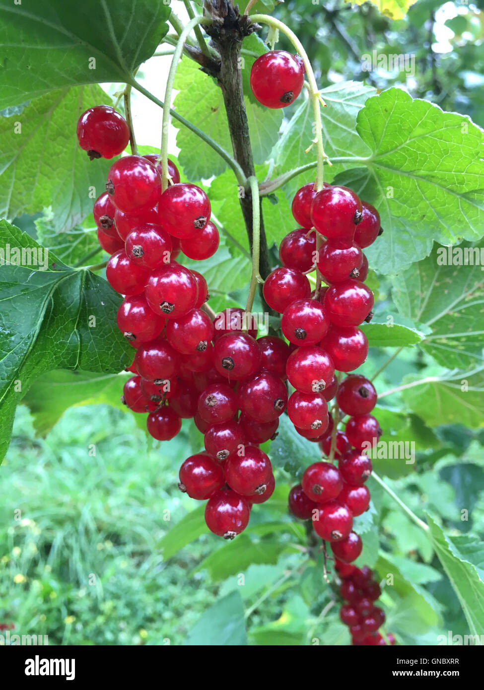 Fresh Red Currants or redcurrant in a Garden Stock Photo