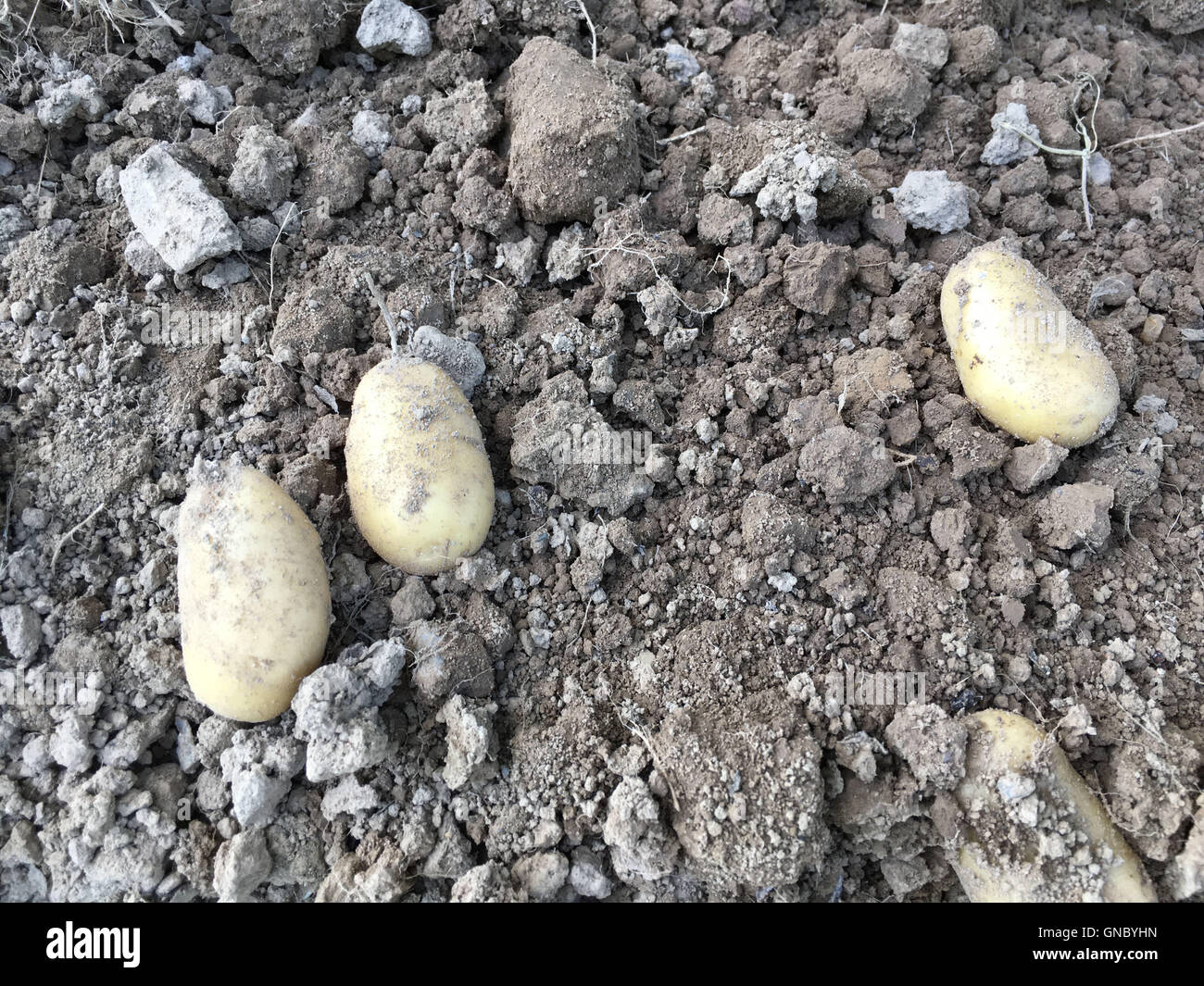 Fresh Potatoes from the Garden Stock Photo