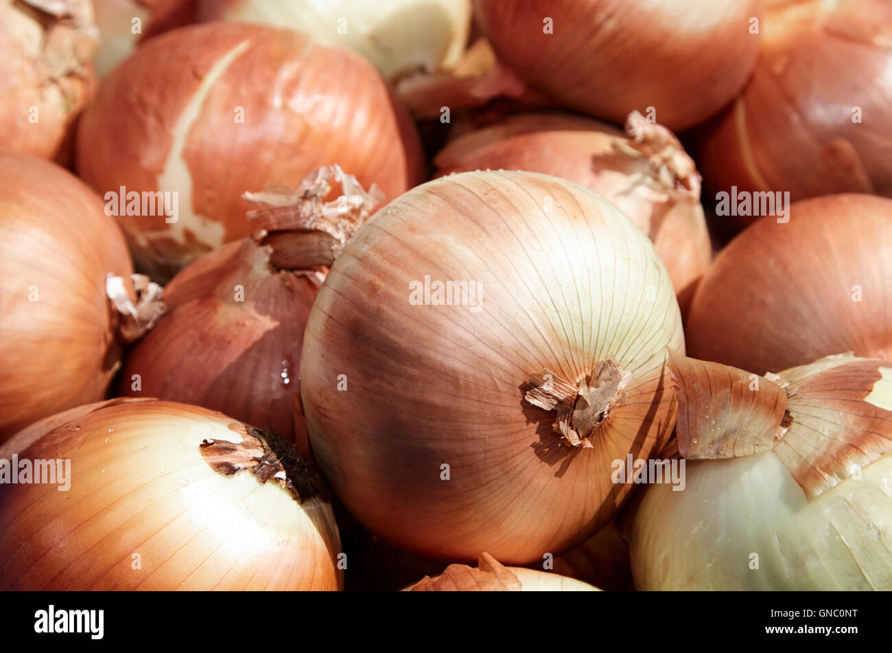 Spanish onion hires stock photography and images Alamy