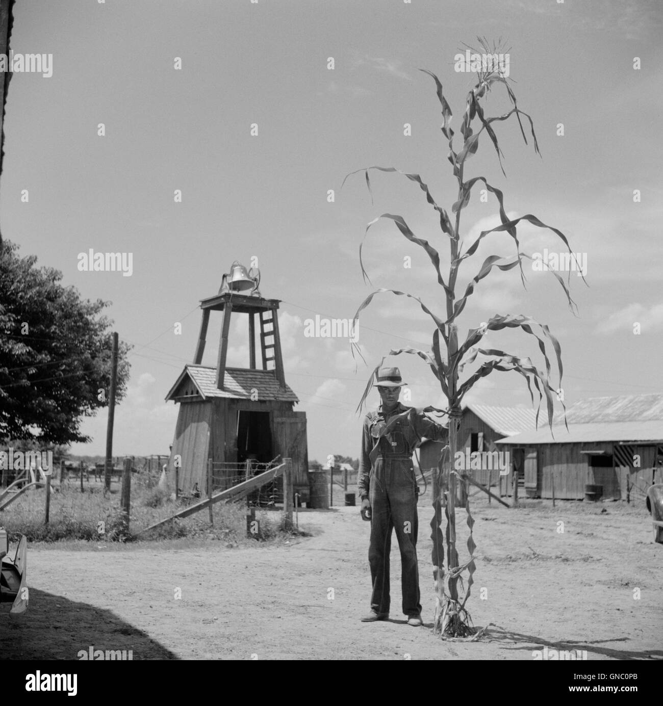Man Standing with Very Large Corn Stalk, Clarksdale, Mississippi, USA