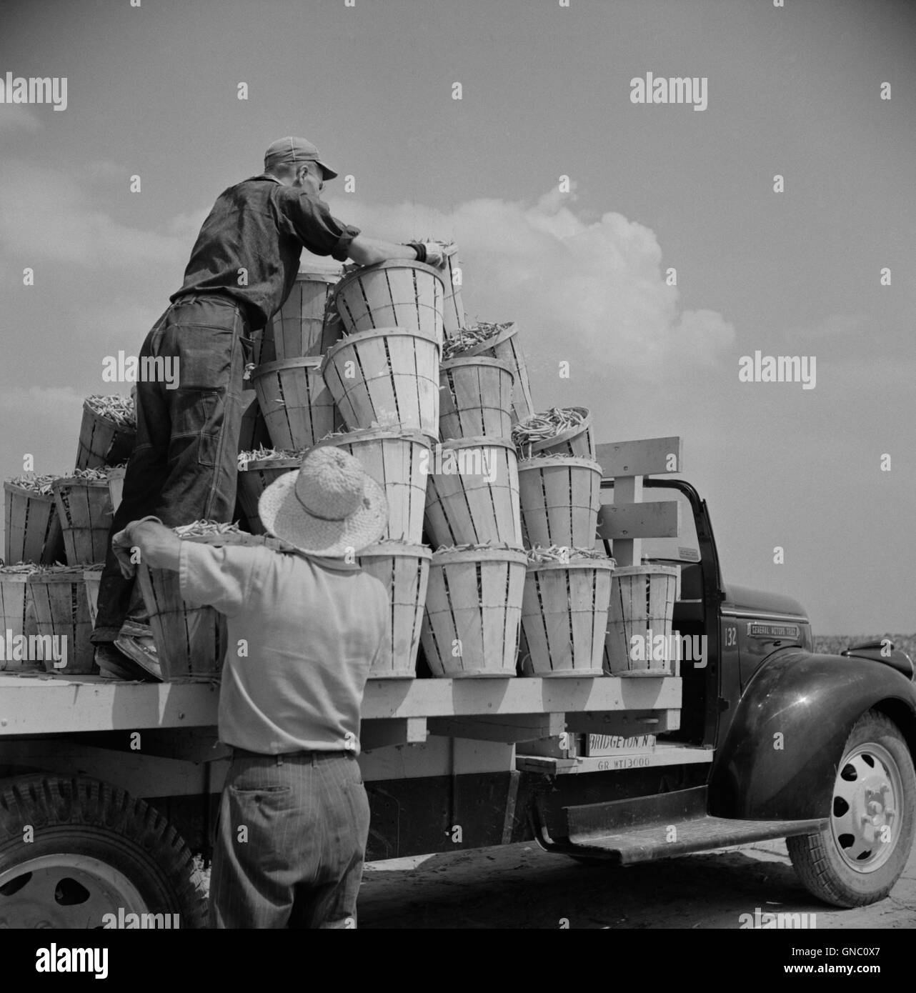 Truck Being Loaded with Bushels of String Beans by Two Day Laborers, Rear View, Seabrook Farms, Bridgeton, New Jersey, USA, Marion Post Wolcott, U.S. Farm Security Administration, July 1941 Stock Photo