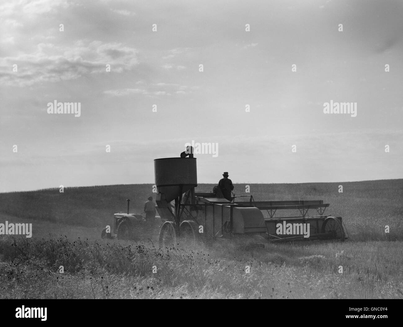 Two Farmers Harvesting Wheat with Combine, near Culbertson, Montana