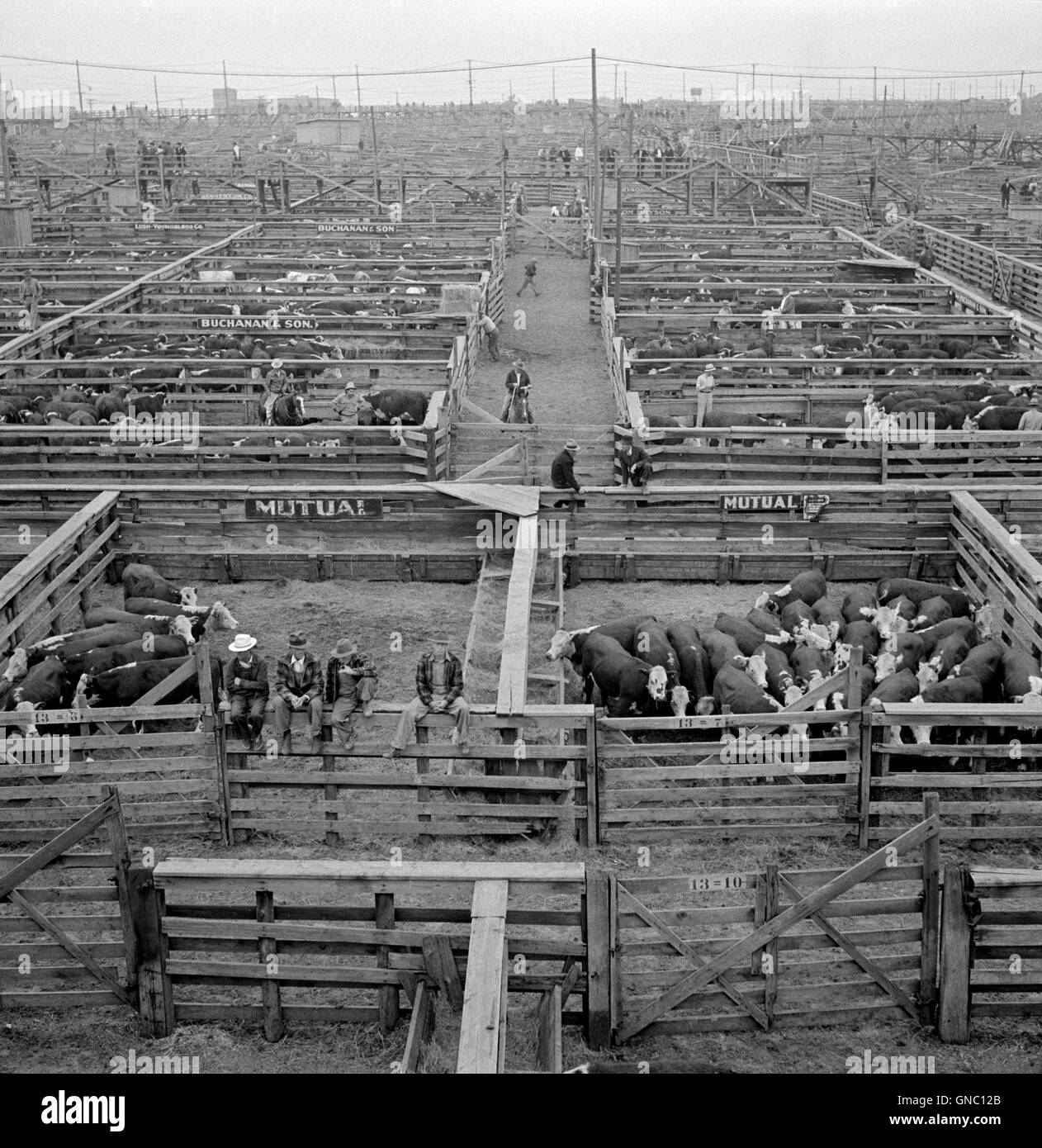 Livestock auction usa hires stock photography and images Alamy