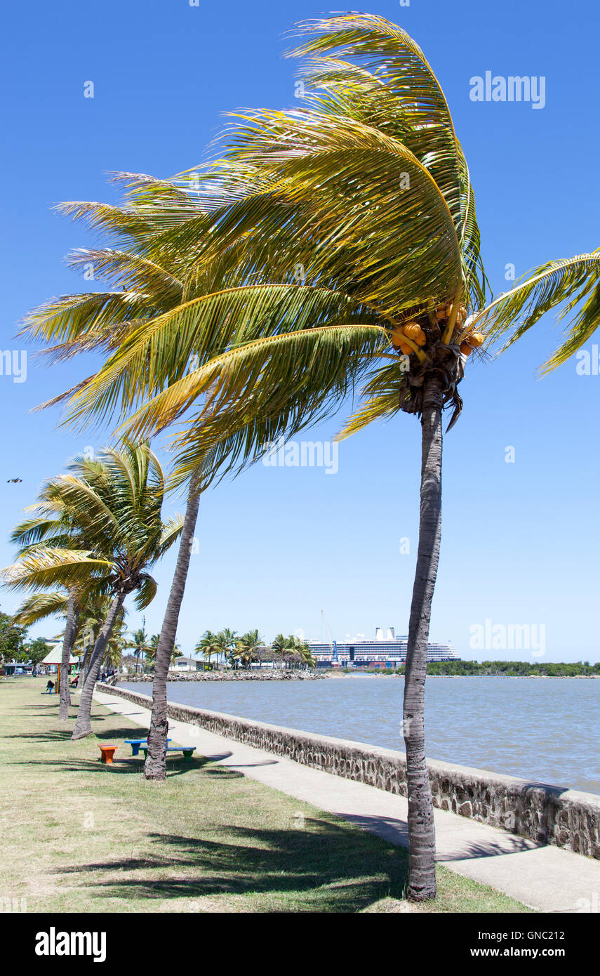 The row of palms in Lautoka, the second largest city in Fiji. Stock Photo