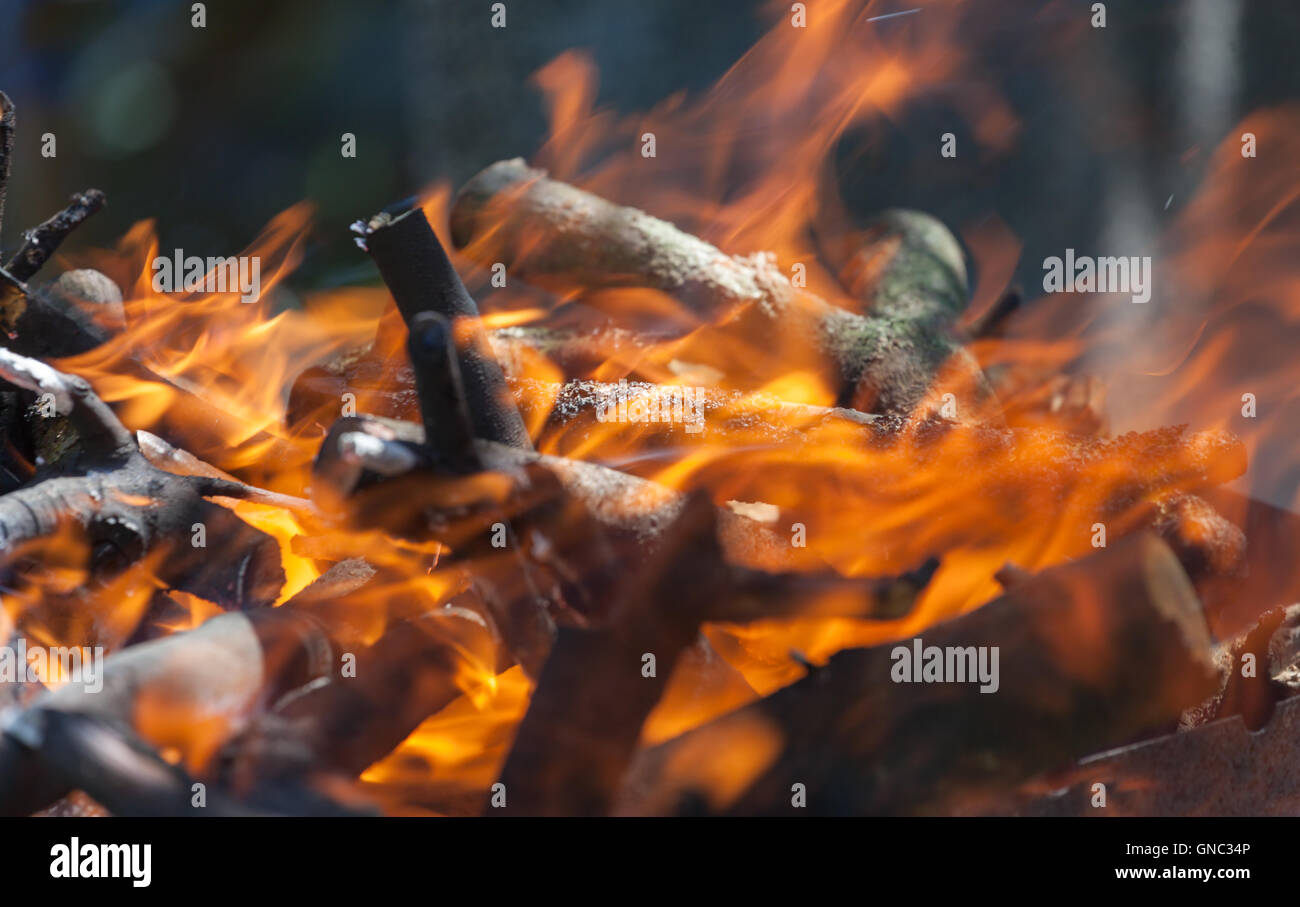 Bonfire in the forest Stock Photo - Alamy