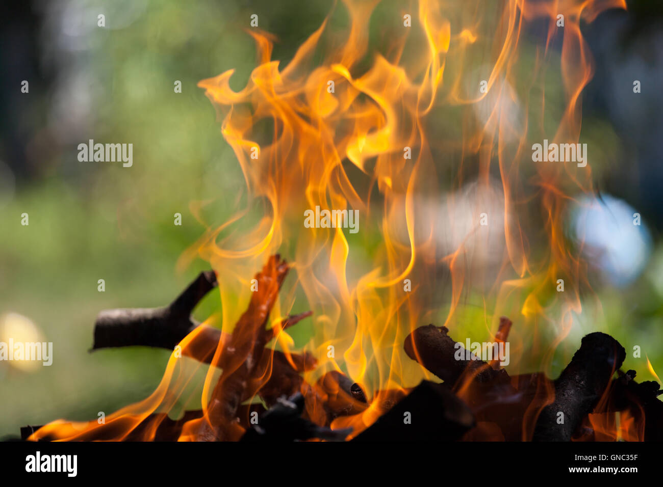 Bonfire in the forest Stock Photo - Alamy