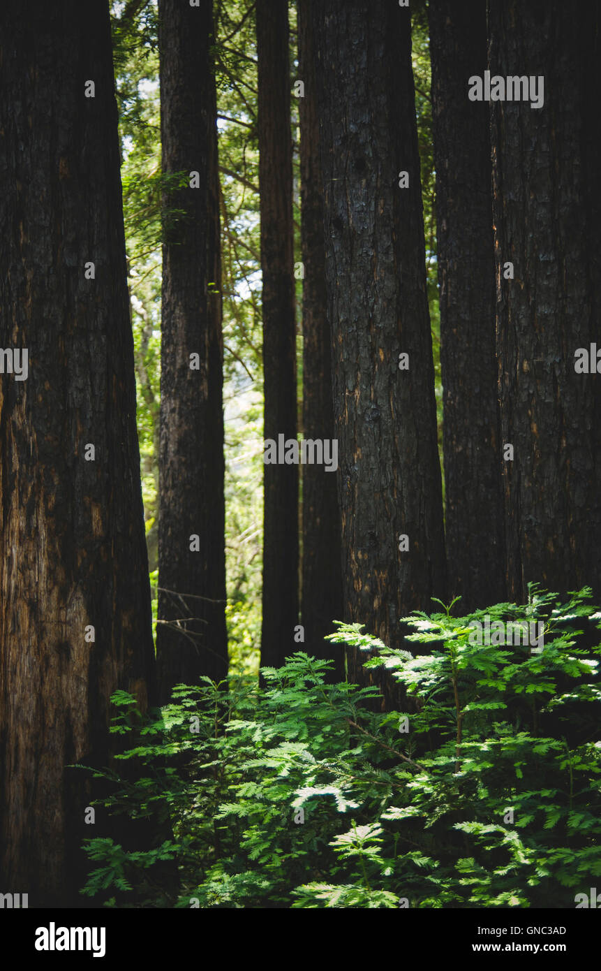 Sequoia Trees, Pfeiffer Big Sur State Park, California, USA Stock Photo