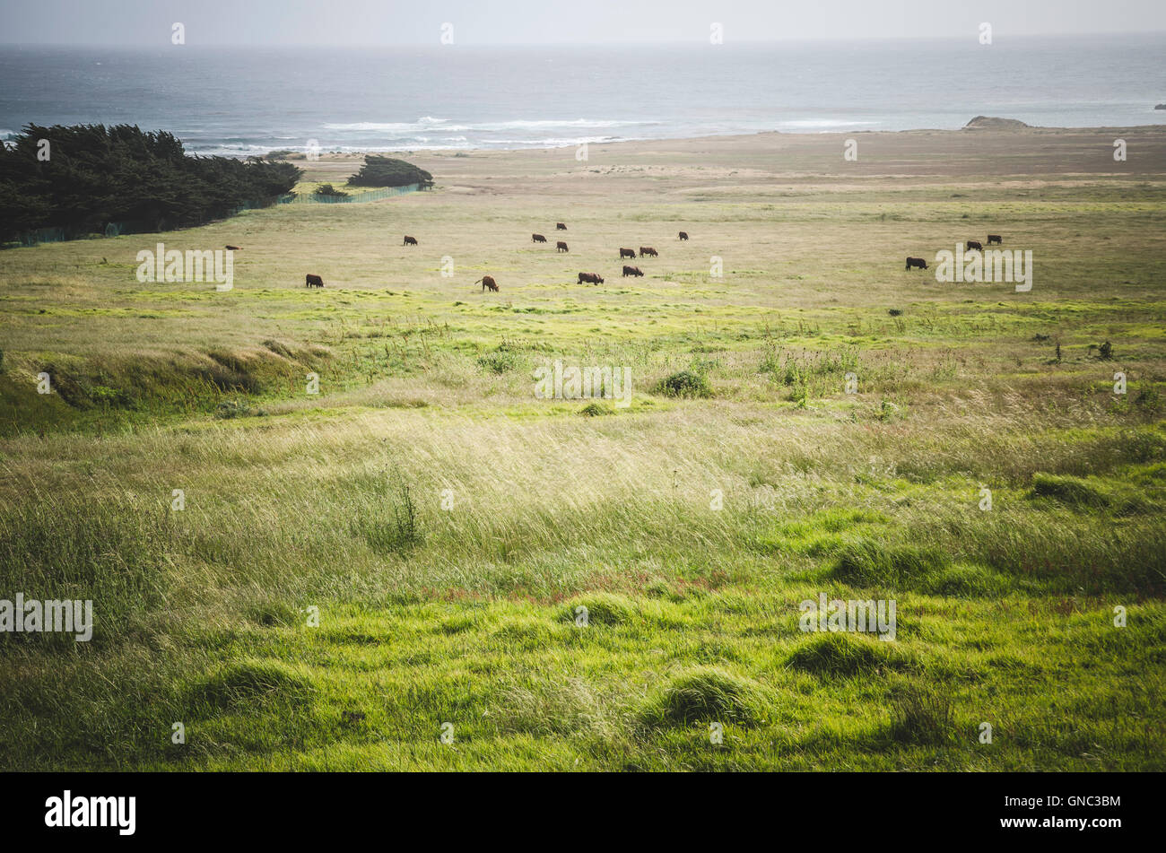 Cows Grazing in Field near Point Sur, Big Sur, Monterey County, California, USA Stock Photo