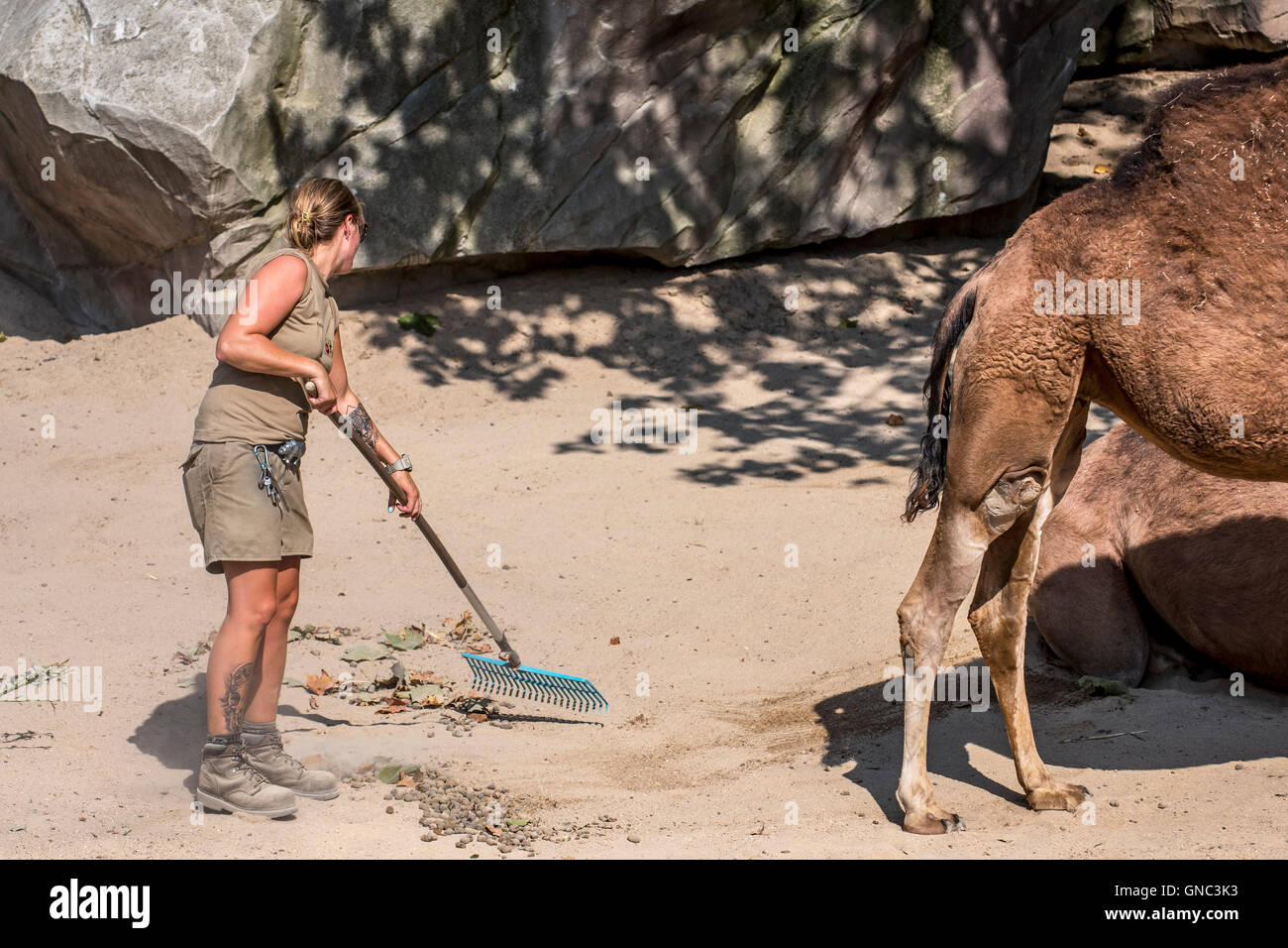 Zookeeper cleaning up the dromedary enclosure at the Antwerp Zoo ...