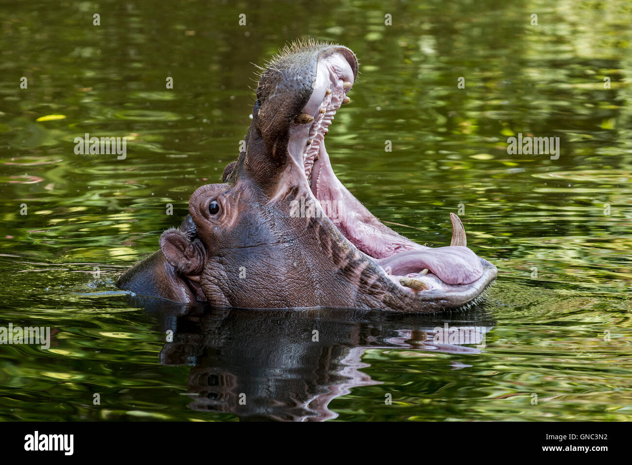 Close up of common hippopotamus (Hippopotamus amphibius) in pond yawning and showing teeth in open mouth Stock Photo