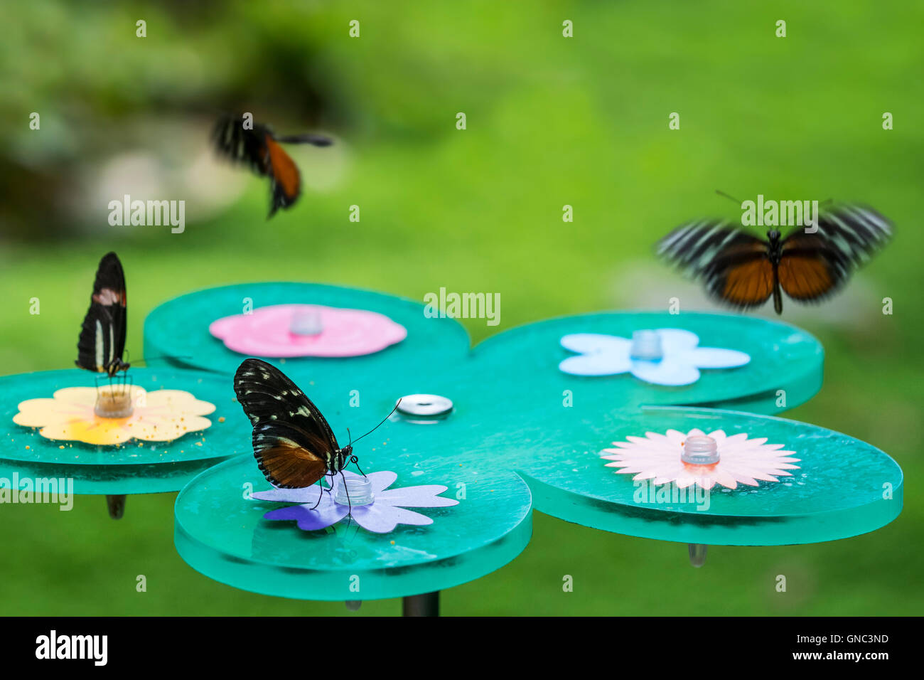 Colourful tropical butterflies feeding on syrup from artificial feeding station at butterfly conservatory Stock Photo