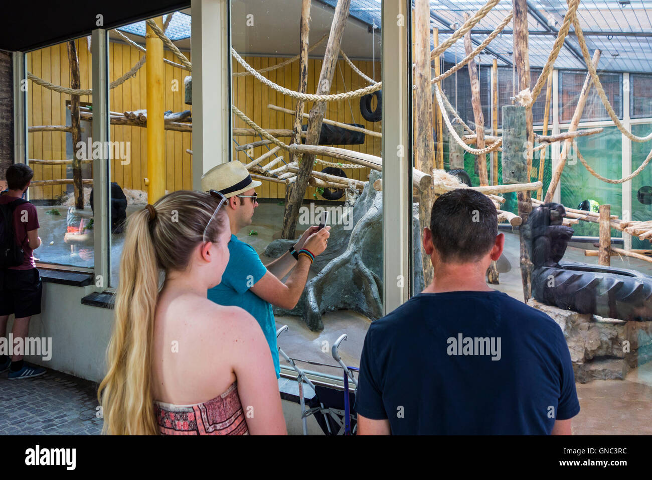 Visitors looking at chimpanzees (Pan troglodytes) in indoor enclosure at the Antwerp Zoo, Belgium Stock Photo