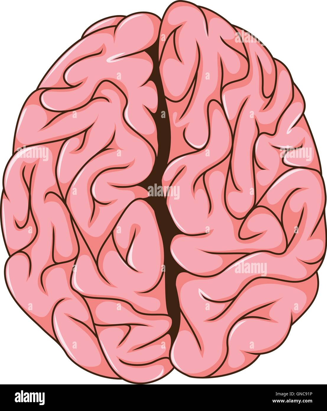 Human brain cerebral hemispheres Stock Vector Images - Alamy