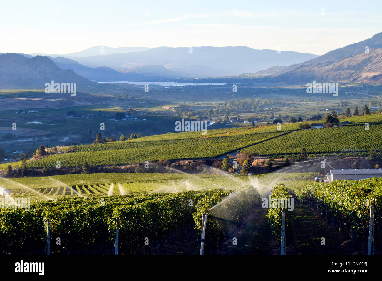 Okanagan irrigation vineyard hires stock photography and images Alamy