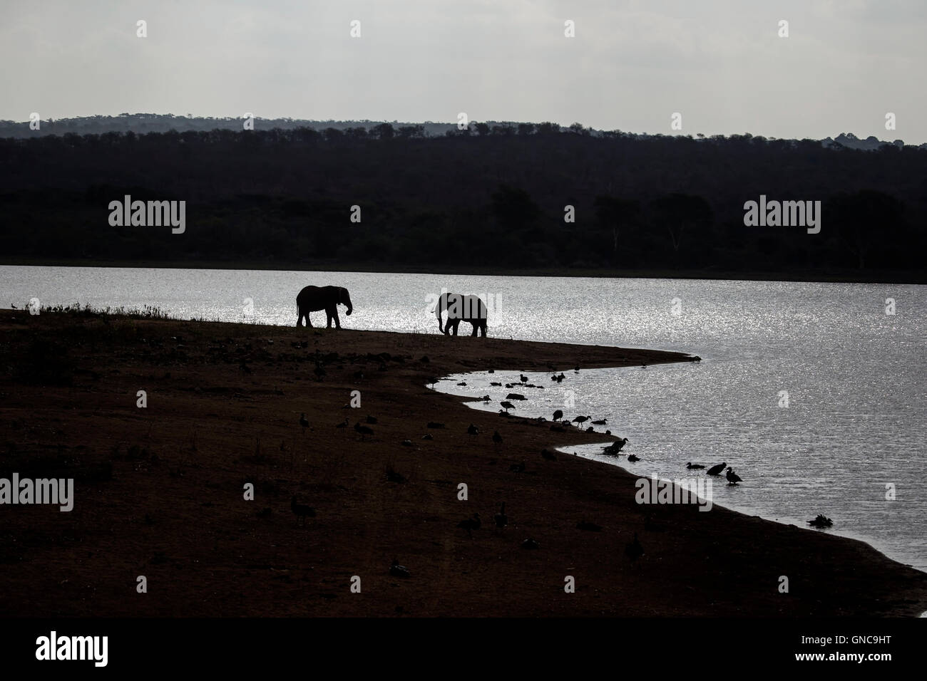 Two elephants facing each other hi-res stock photography and images - Alamy