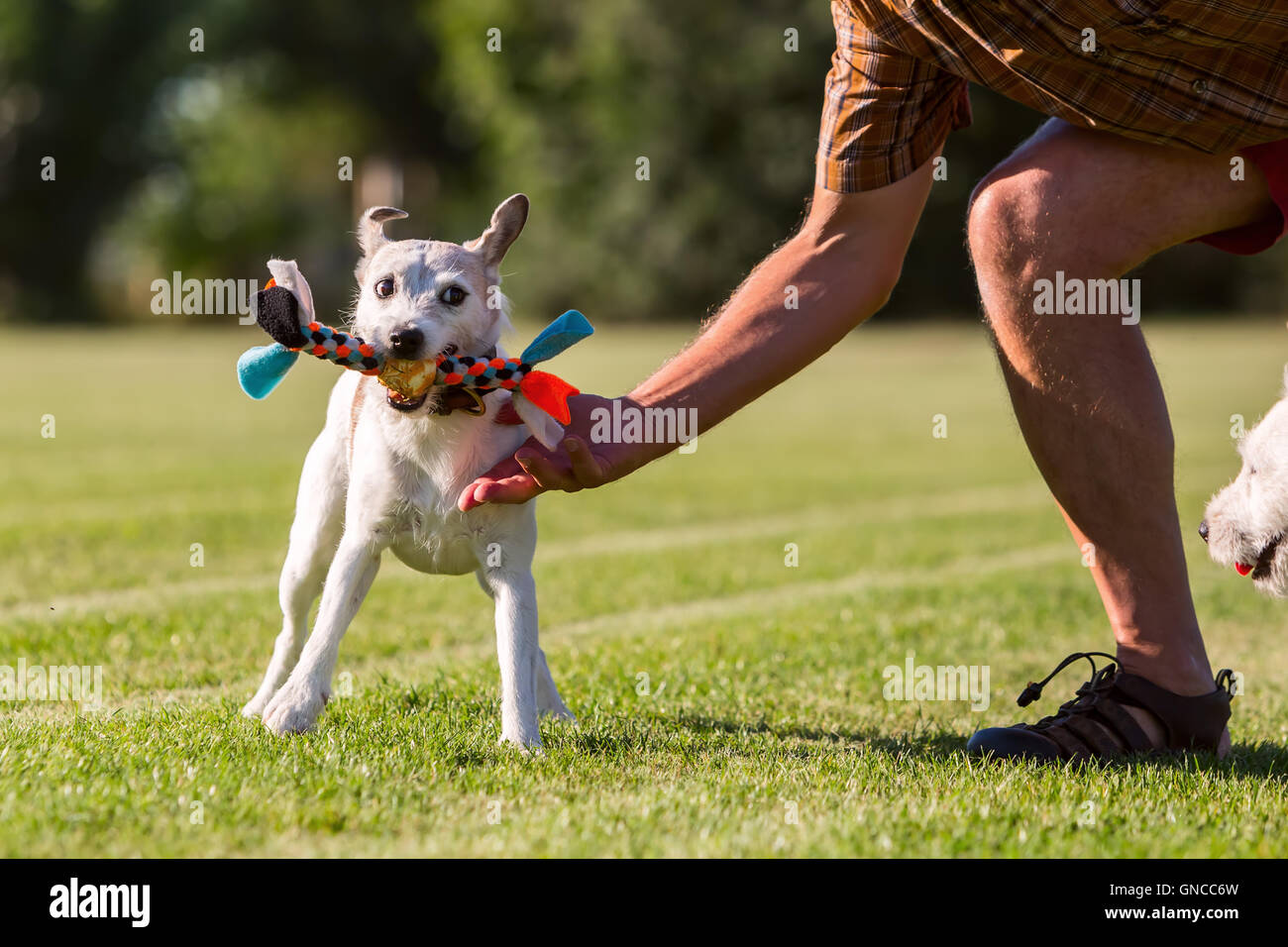 man is playing with his Parson Russell Terrier Stock Photo
