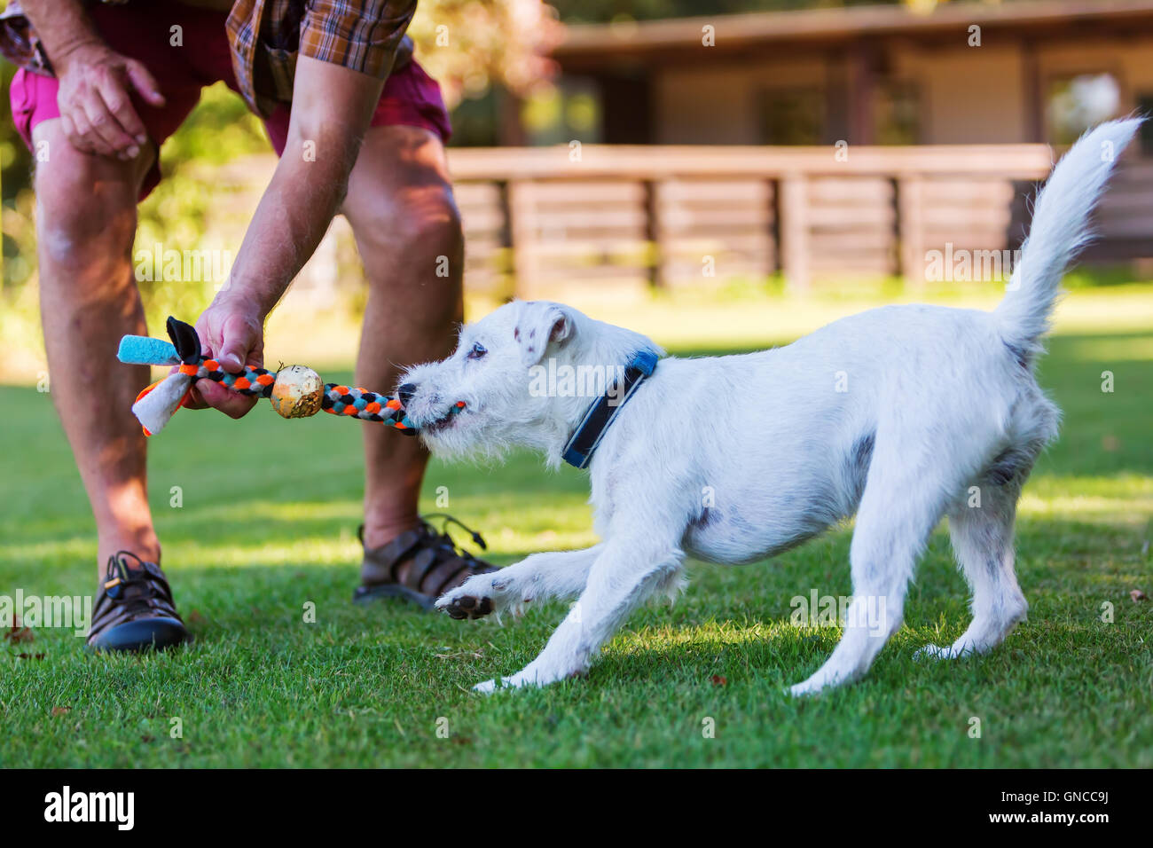 man is playing with his Parson Russell Terrier Stock Photo