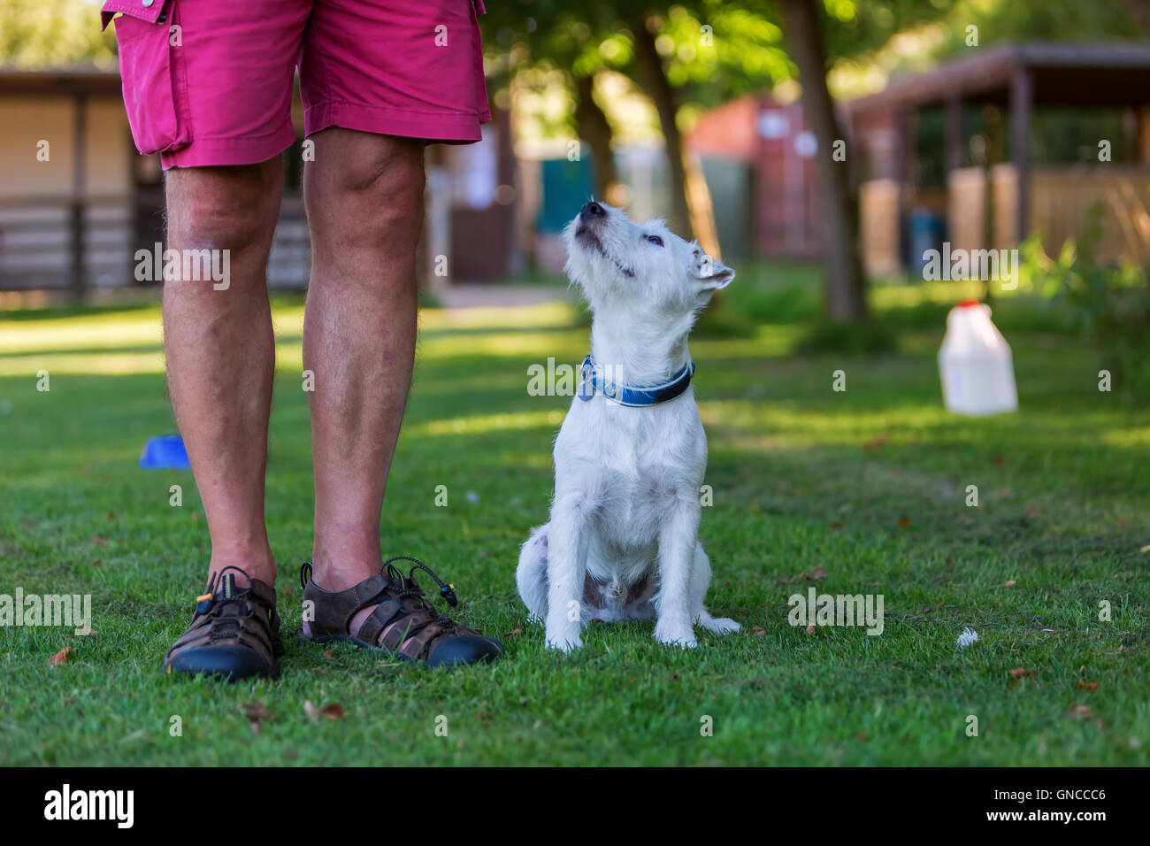 man is training with his Parson Russell Terrier Stock Photo