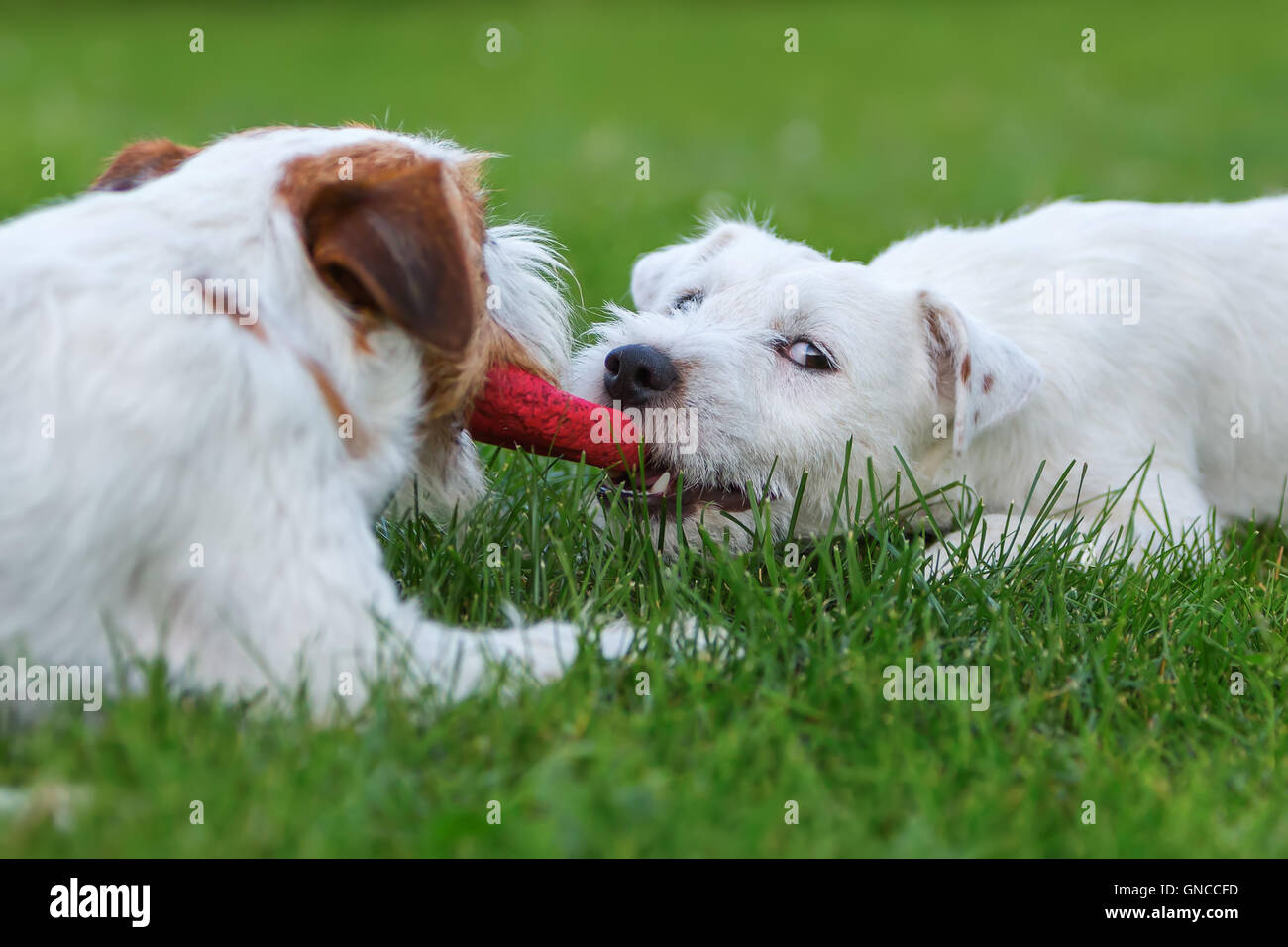 two cute Parson Russell Terrier fighting for a toy on the meadow Stock Photo