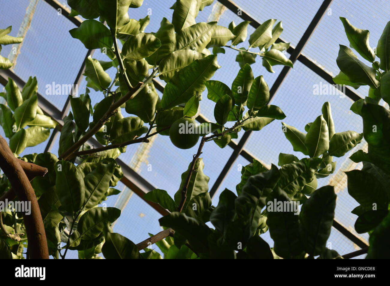 Lemon trees in a greenhouse Stock Photo
