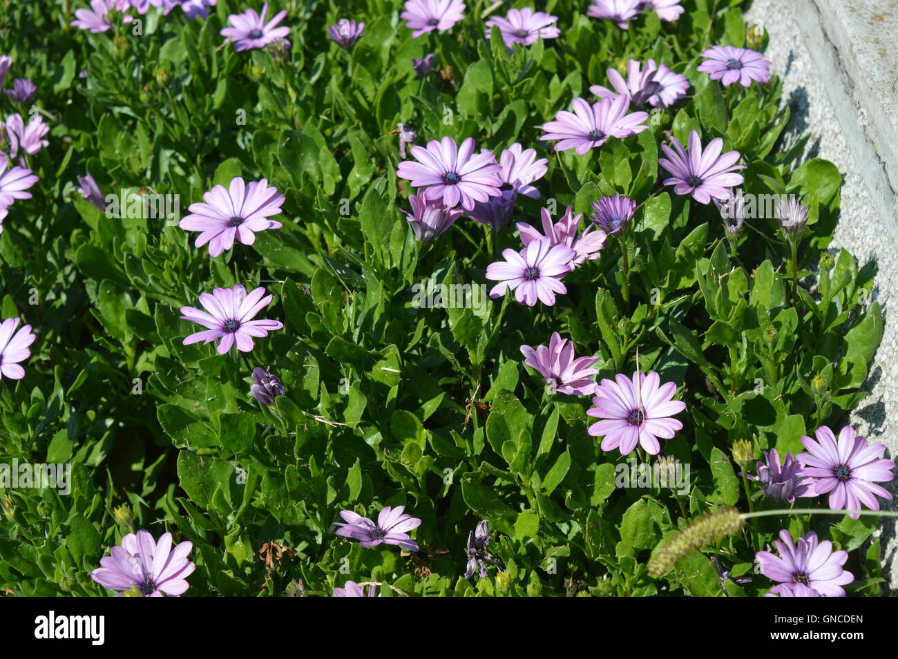 Purple daisies in a garden Stock Photo