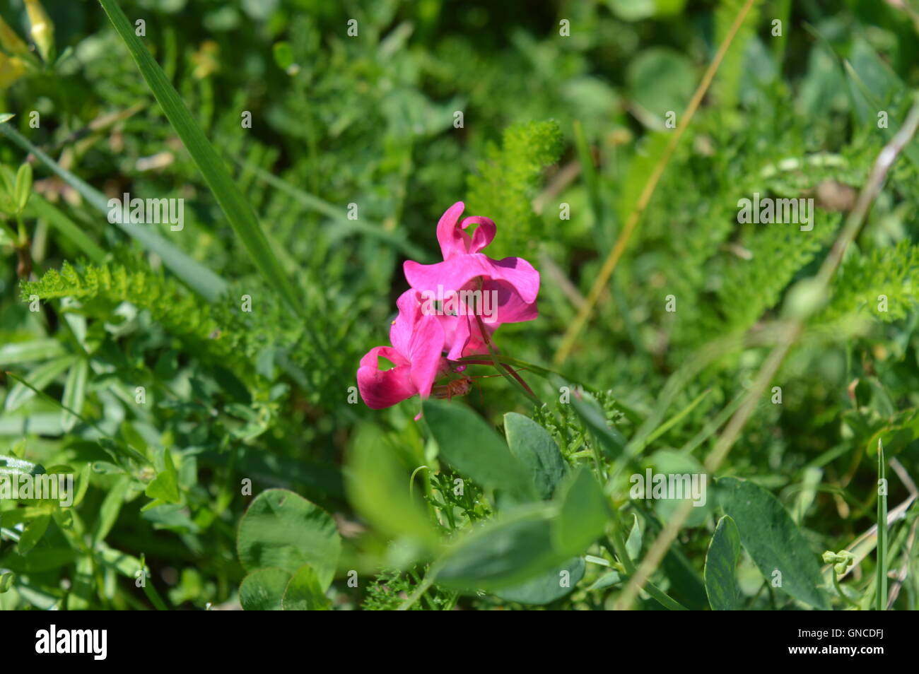 Snapdragon flower in a field Stock Photo
