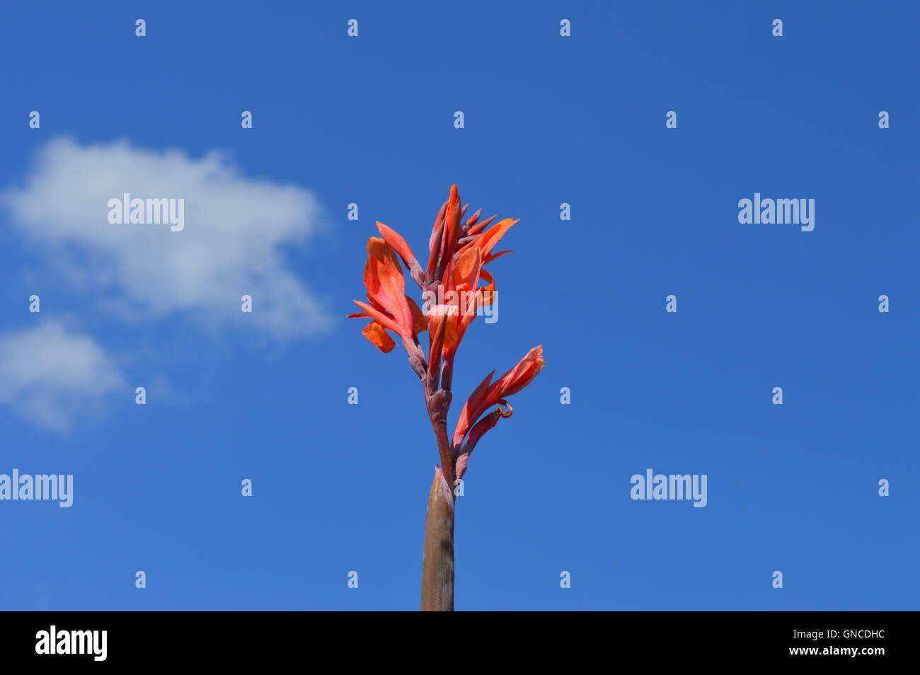 Orange flower at the Botanical garden Stock Photo