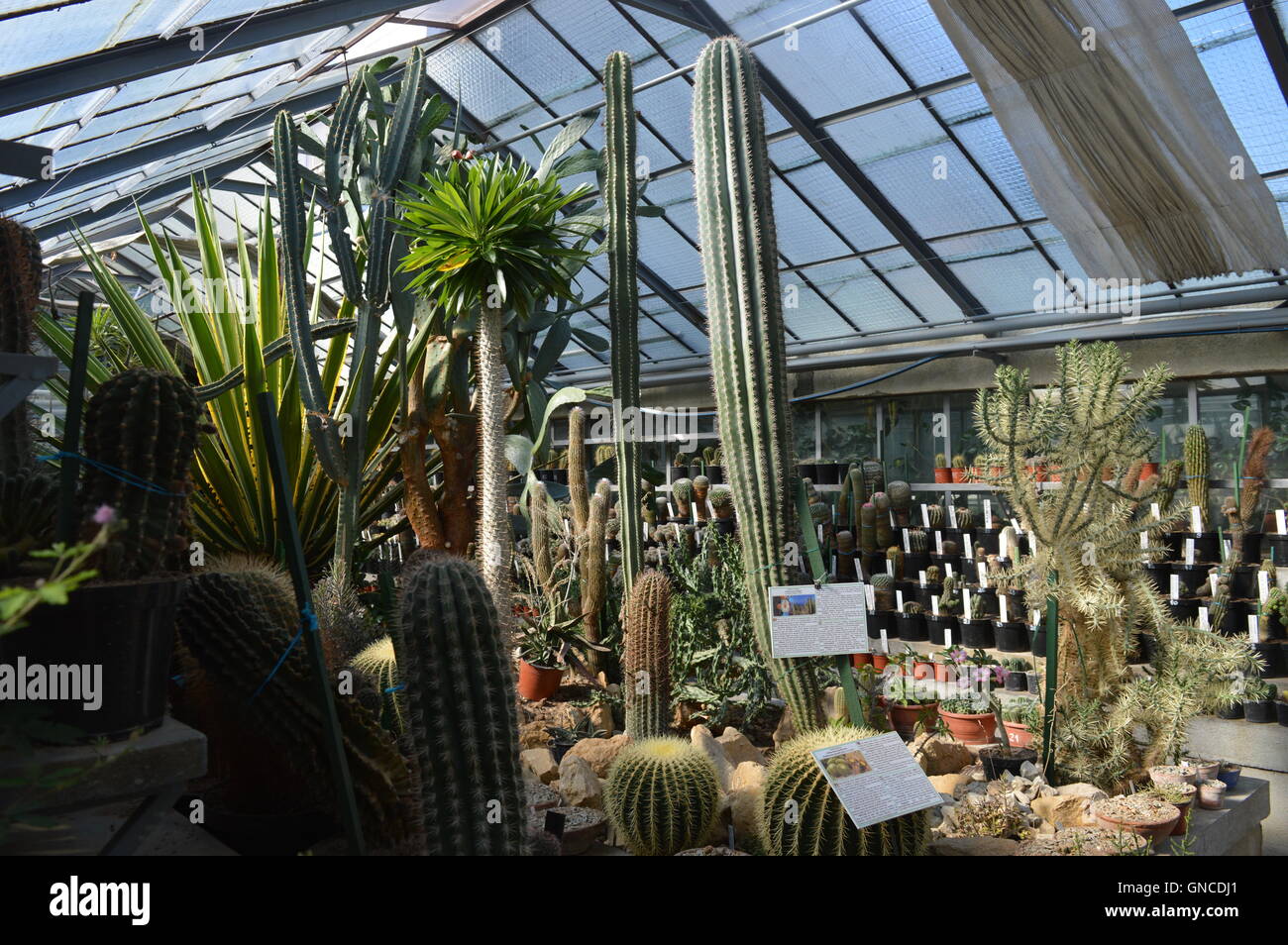 Interior of a greenhouse Stock Photo - Alamy