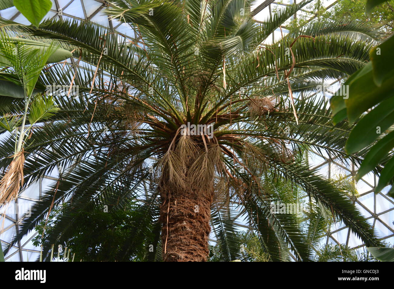 Palm trees in a greenhouse Stock Photo - Alamy