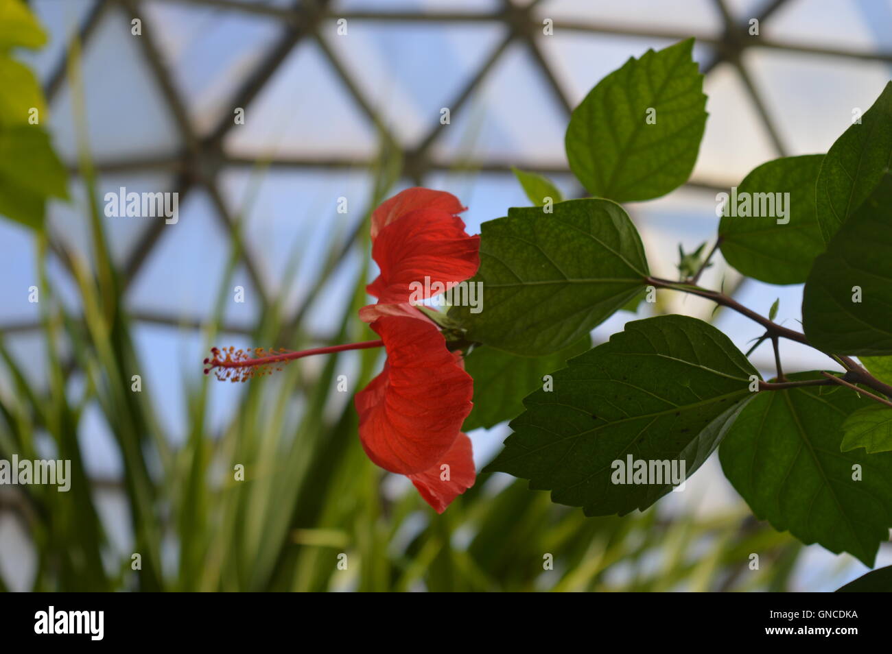 Red Hibiscus Stock Photo