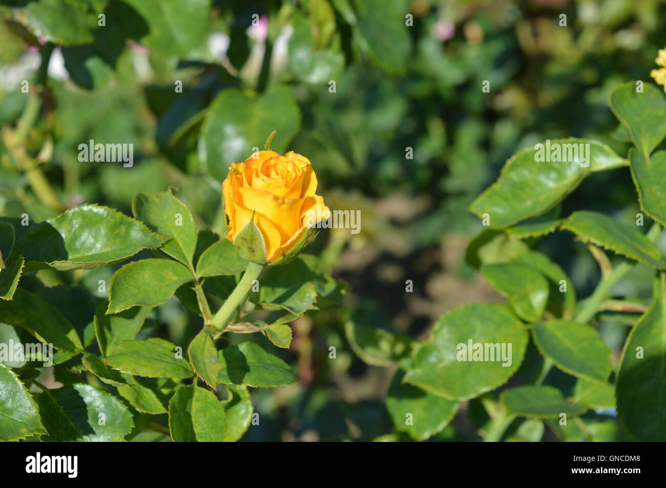 Rose bud 'Glorius' Stock Photo Alamy