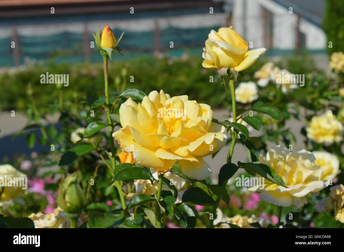 Large-Flowered Rose 'Glorius' Stock Photo