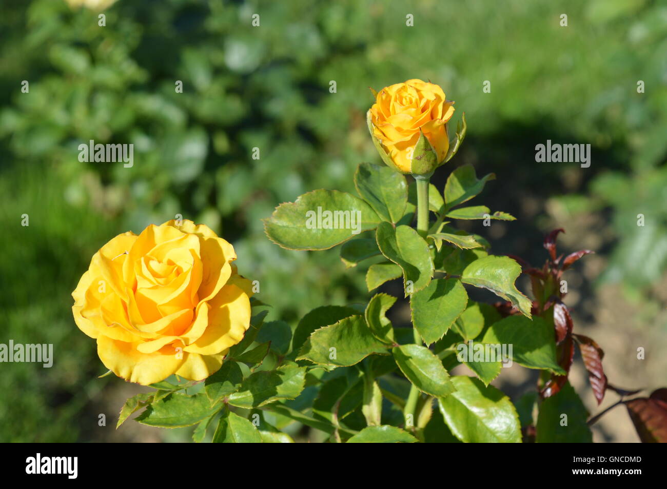 Hybrid Tea, Large-Flowered Rose 'Glorius' Stock Photo