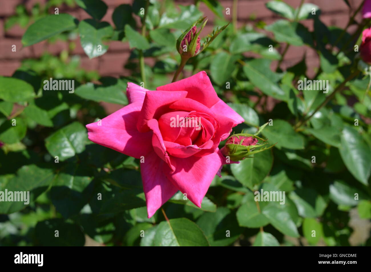 Hybrid Tea Rose 'Rose Gaujard' Stock Photo