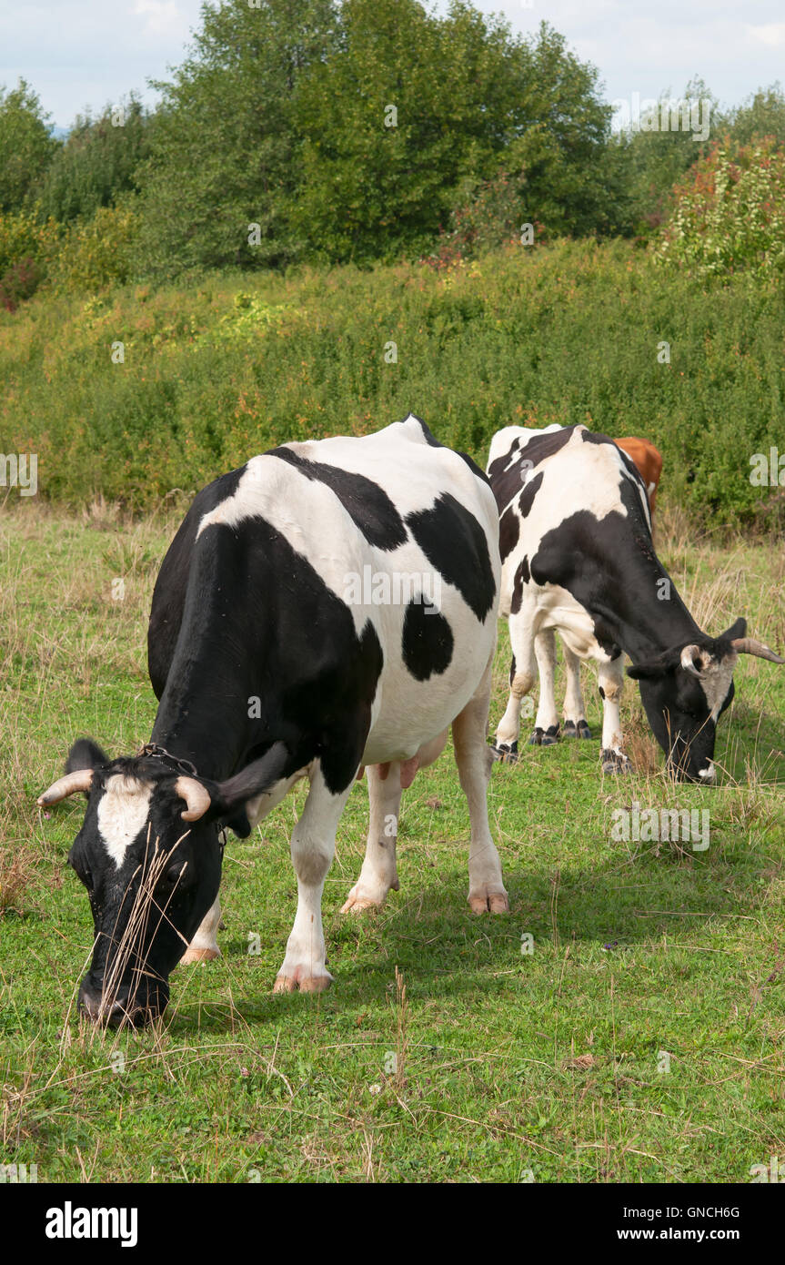 Black and white Holstein cows grazing Stock Photo - Alamy