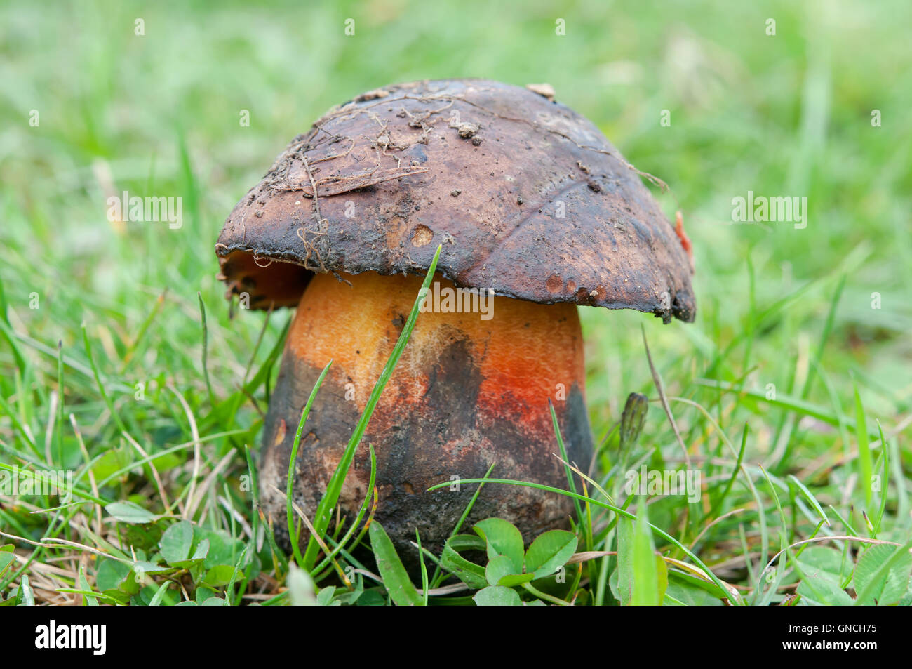 black mushroom in green grass Stock Photo Alamy