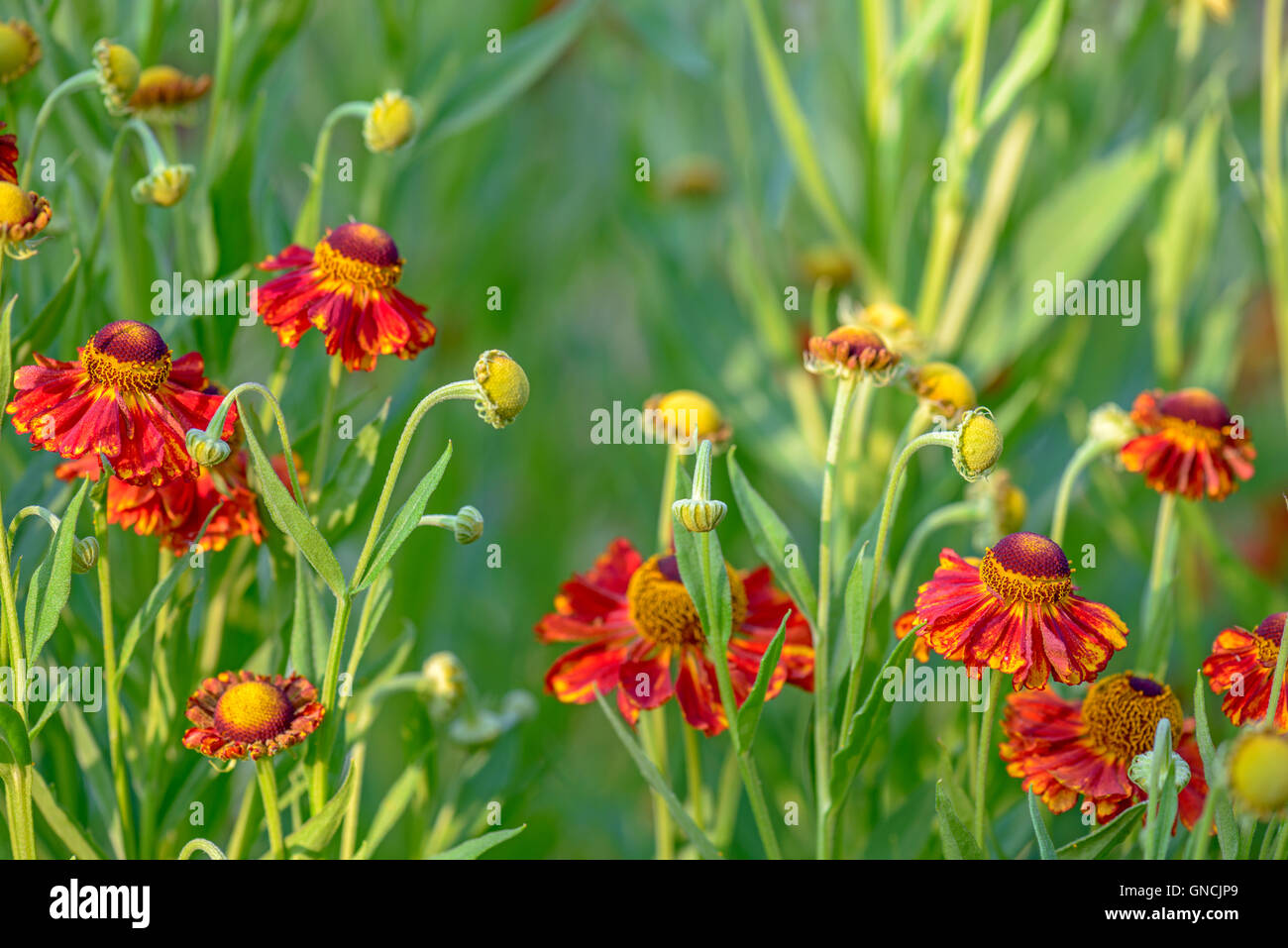 Close up of red flowers with blur green background Stock Photo - Alamy