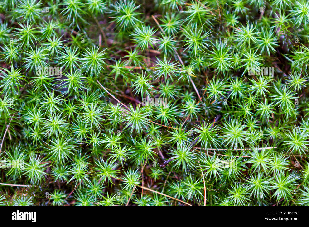 Green spiky leaves plant on forest floor Stock Photo