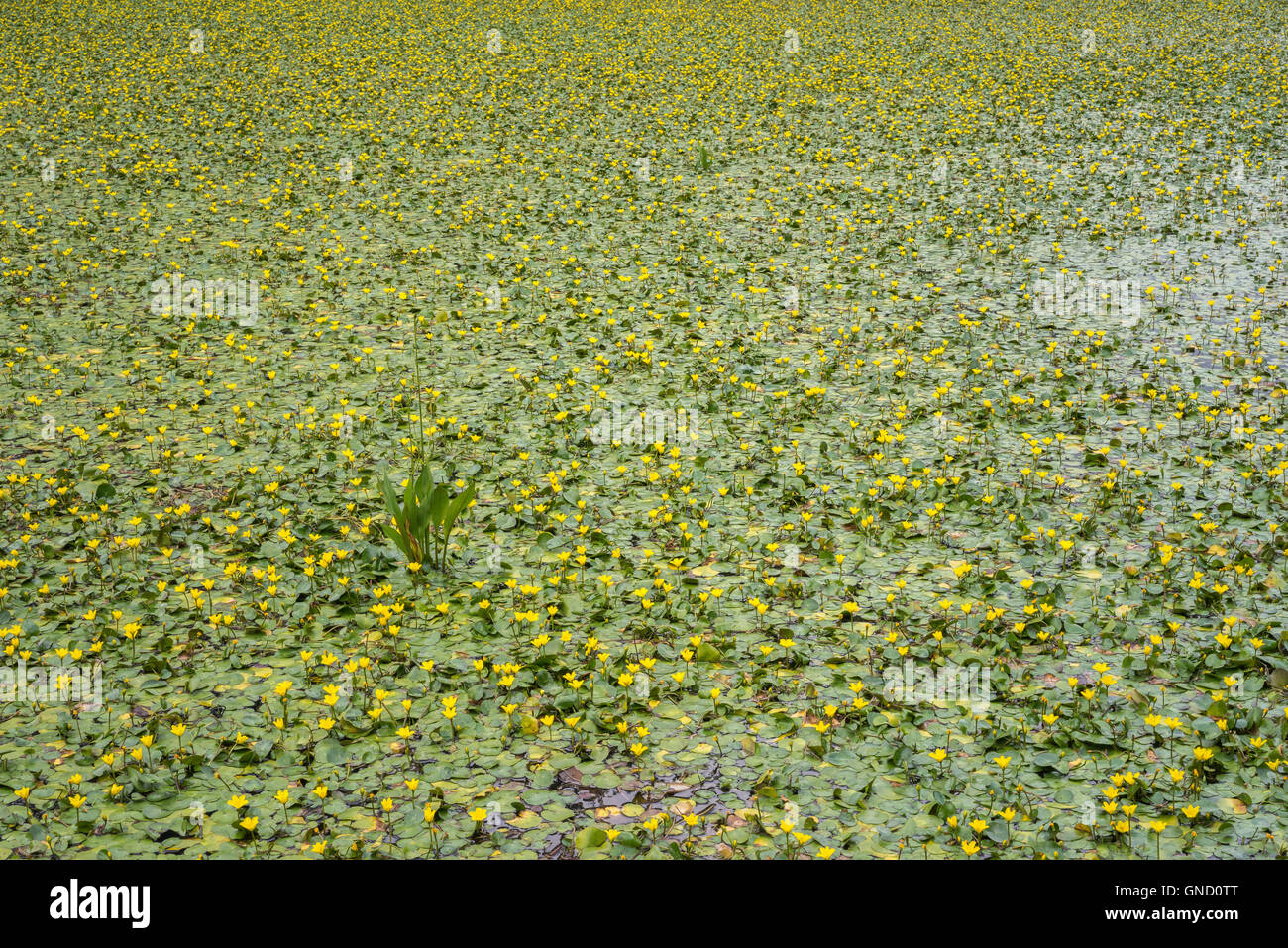 A Single Invasive Plant Grows in a Bed of Thousands of Miniature, Yellow Water Lilies Stock Photo