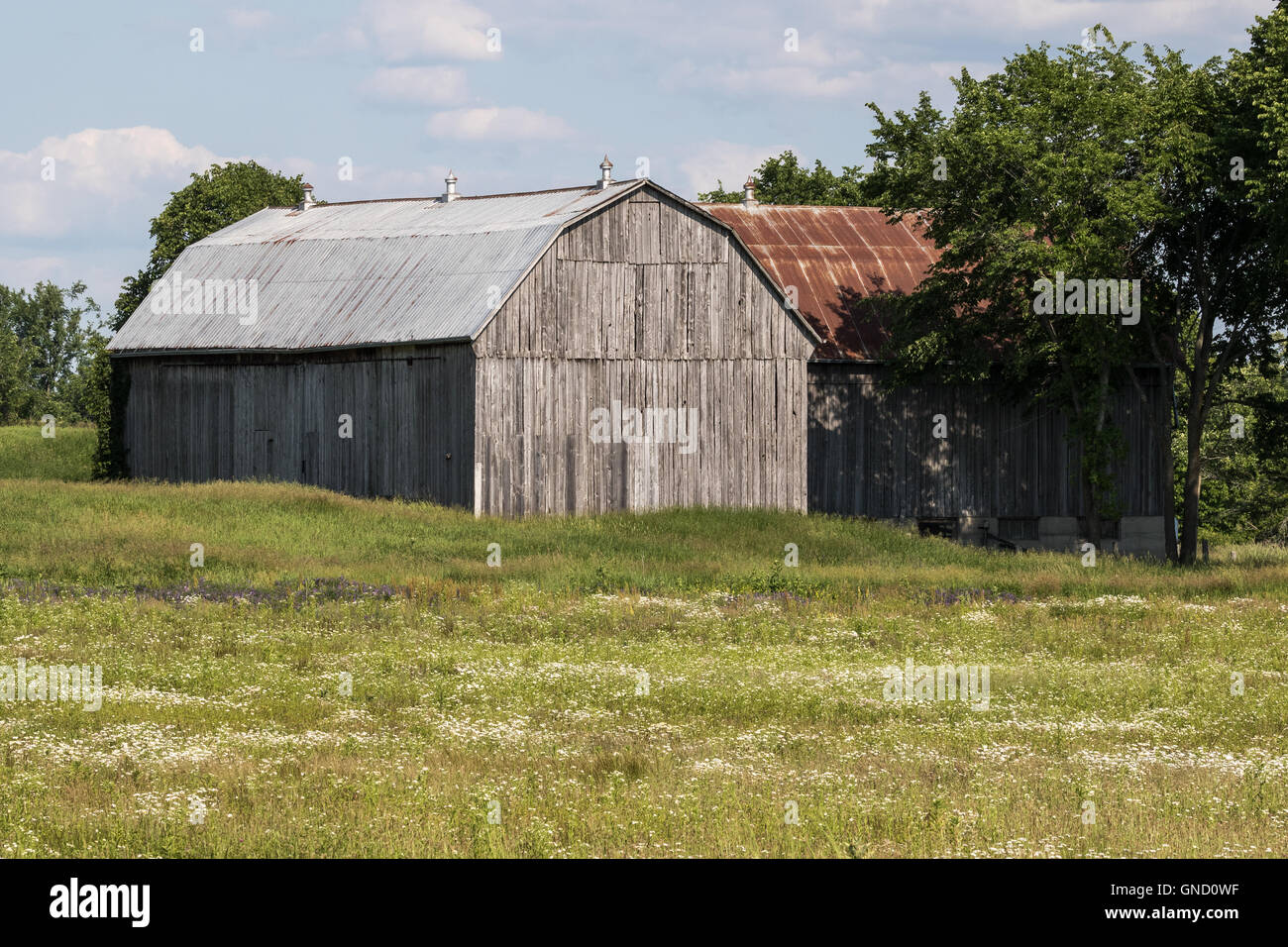Rural Landscape With Wildflowers Surrounding a Barn Stock Photo - Alamy