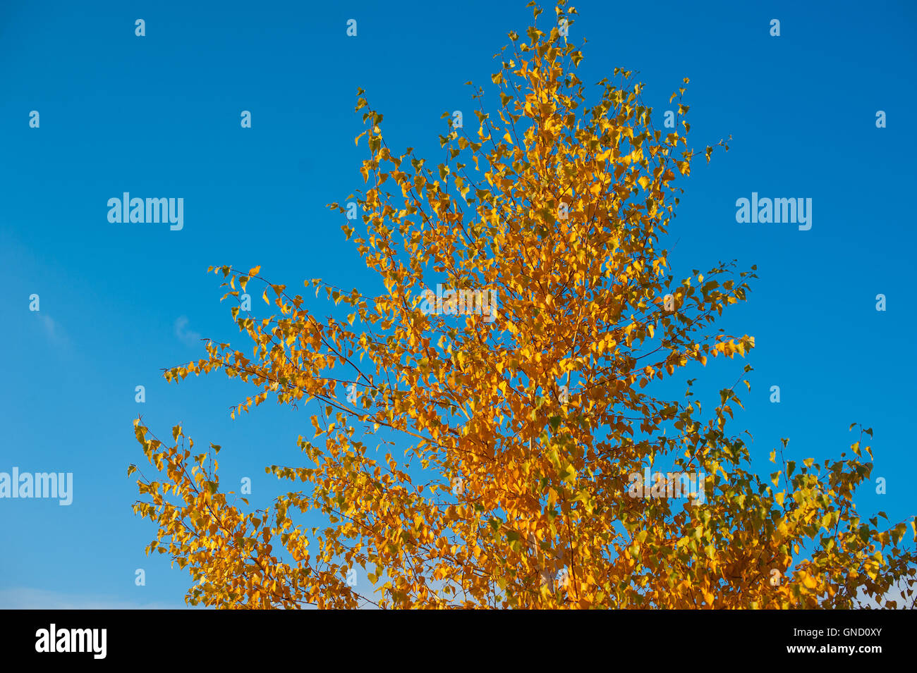 Yellow leaves on autumn trees against the blue sky Stock Photo