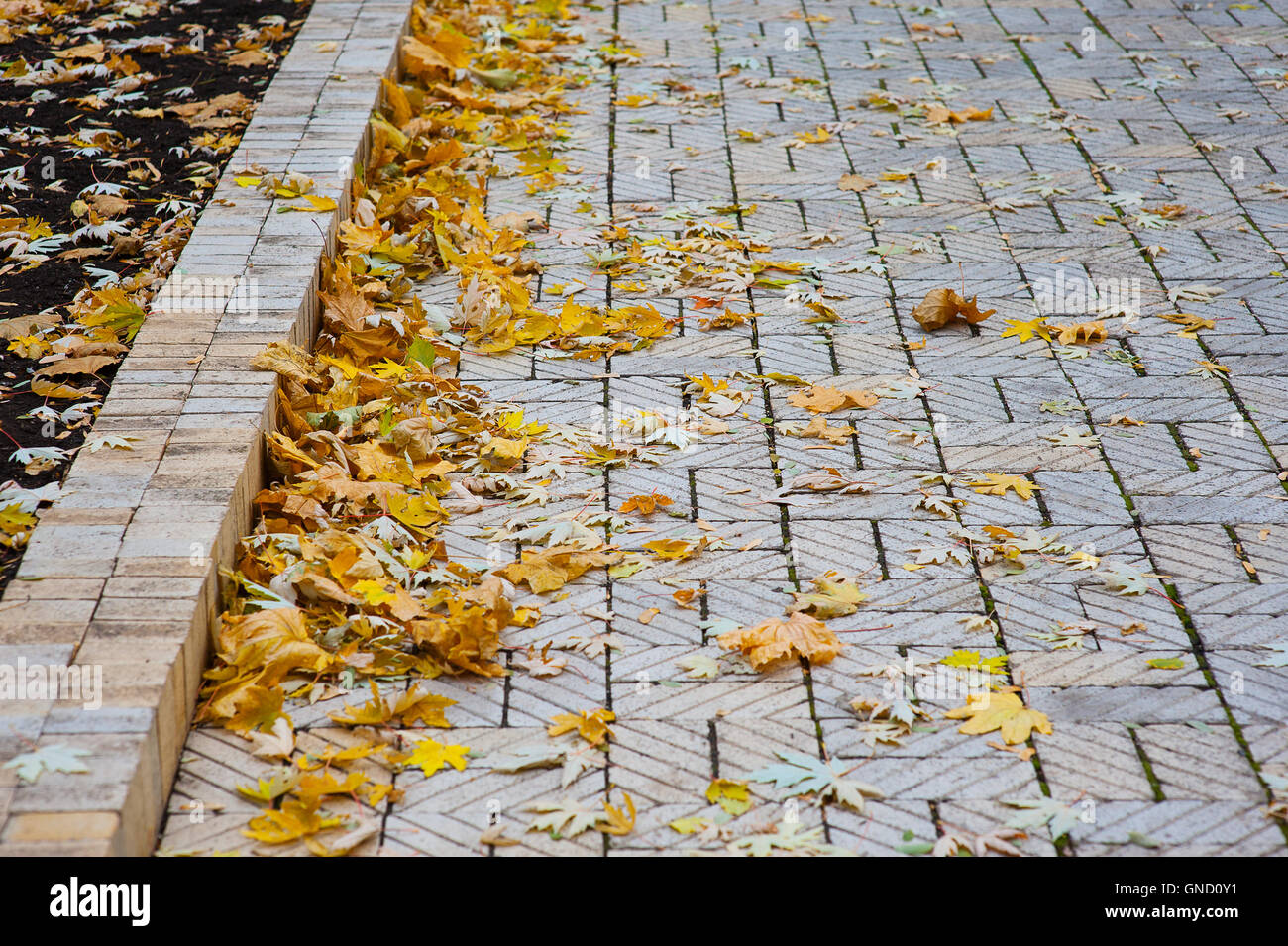 footpath with fallen yellow leaves in the park Stock Photo - Alamy