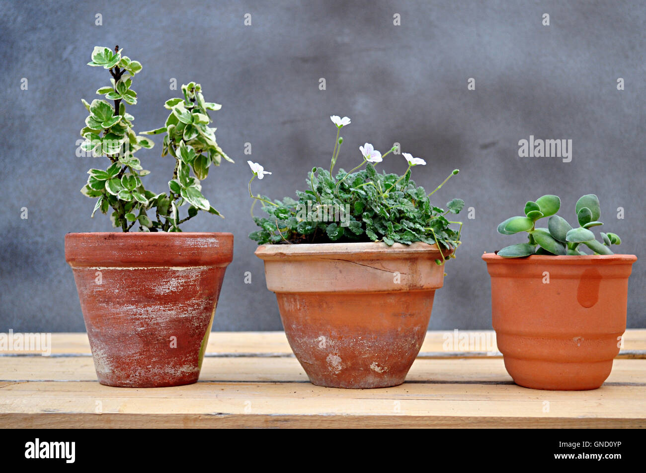 three plants in clay pots Stock Photo