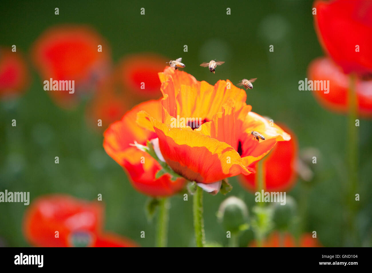 Honey Bees gathering nectar and pollen from Oriental Poppy, Papaver orientale Stock Photo
