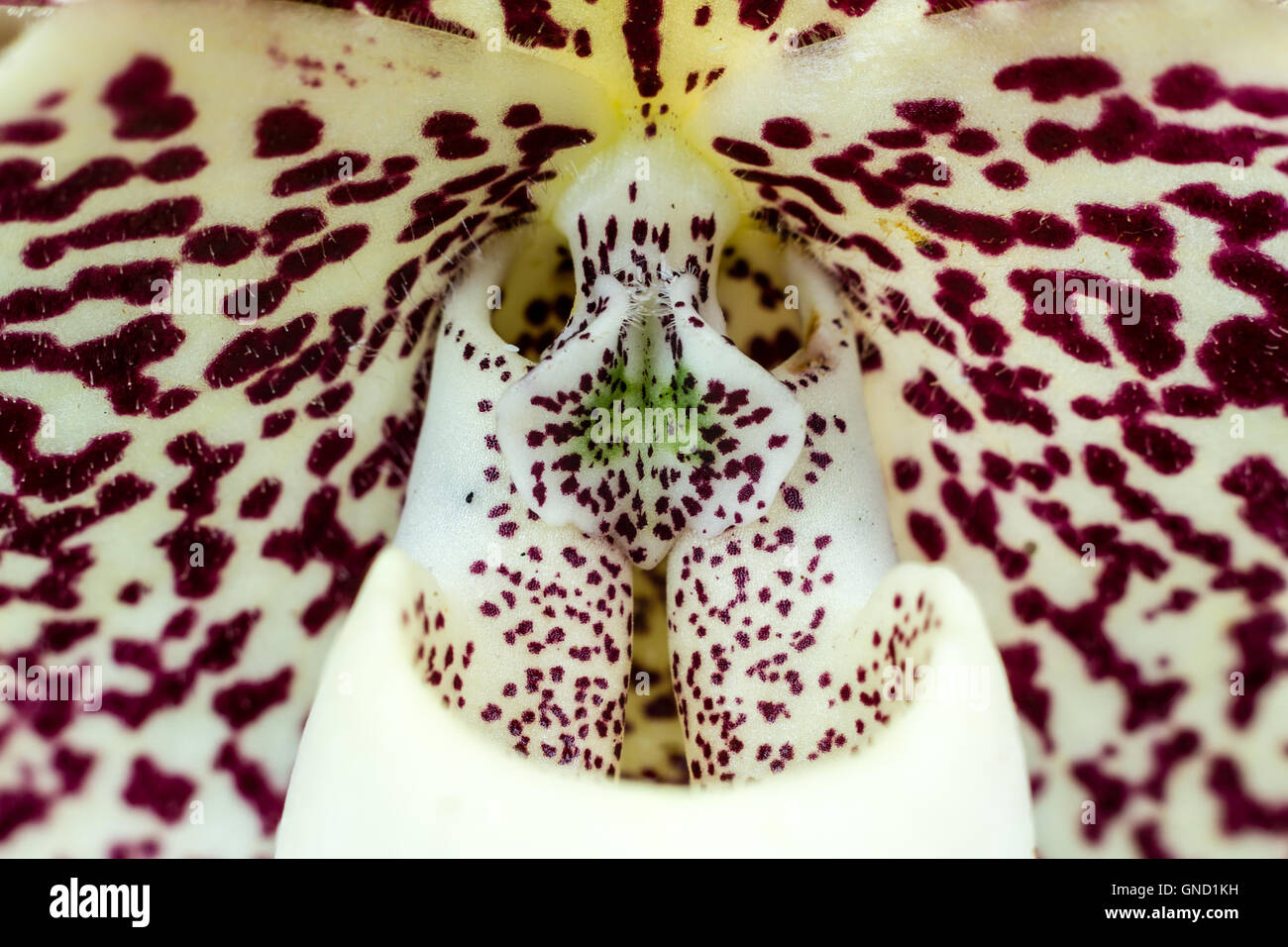 close up of Paphiopedilum staminode (lady slipper orchid) Stock Photo