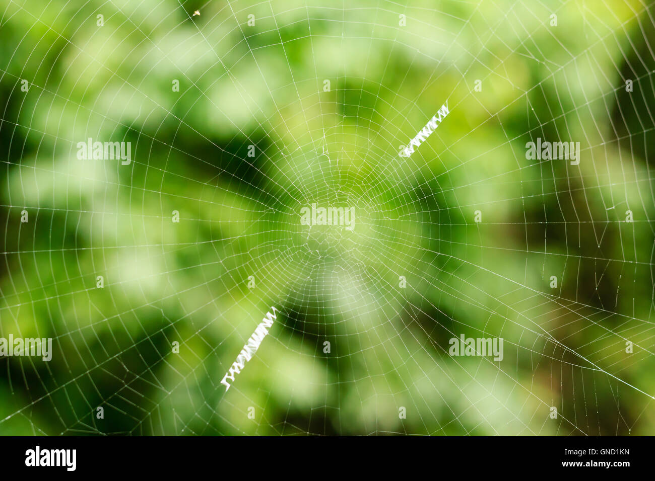 The spider web  closeup in the nature garden Stock Photo