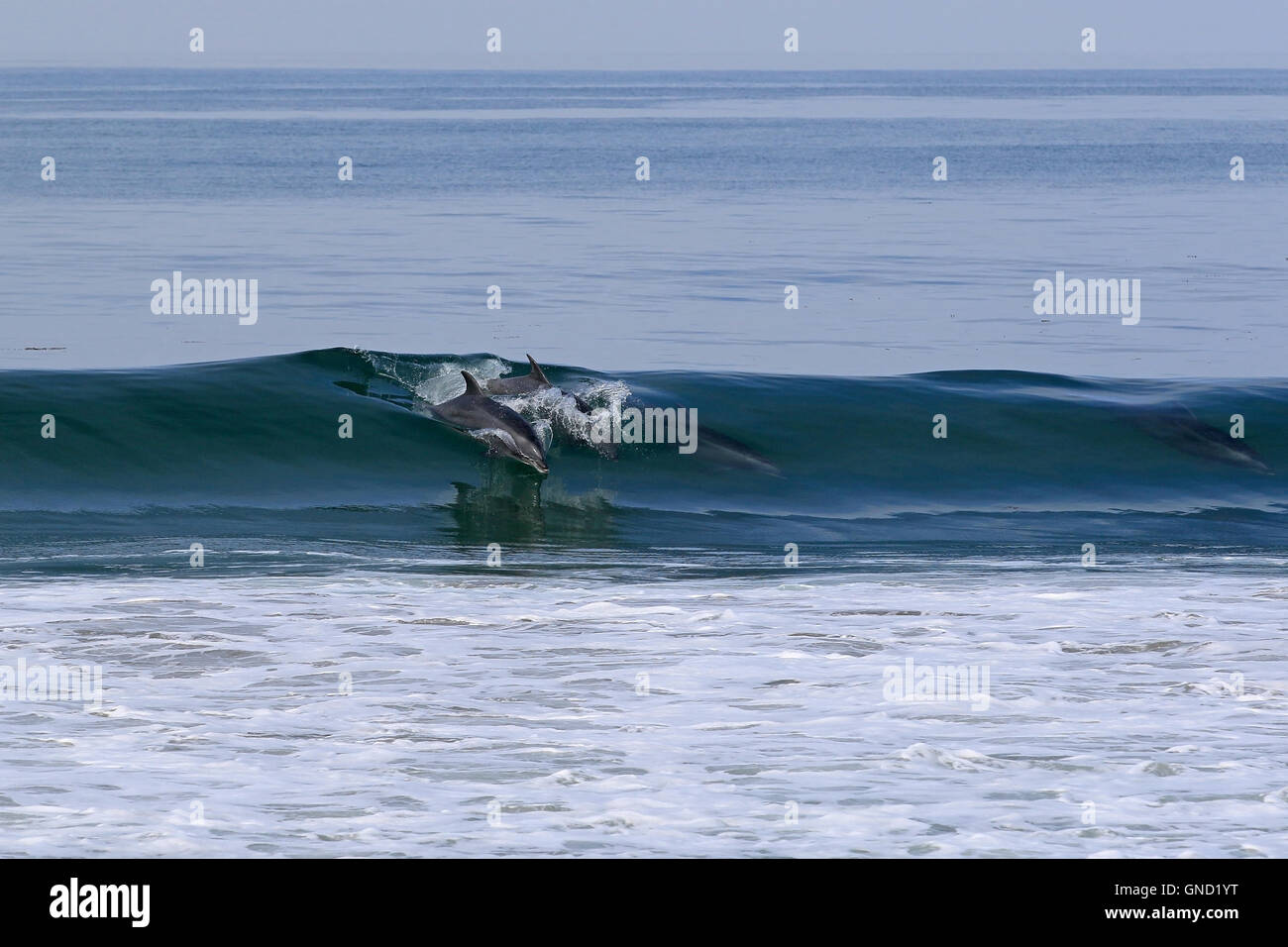 Dolphin group at the beach surfing waves along California coast Stock Photo